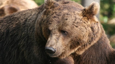 Intervenție în  Vișeu de Jos după apariția unui urs într-o livadă