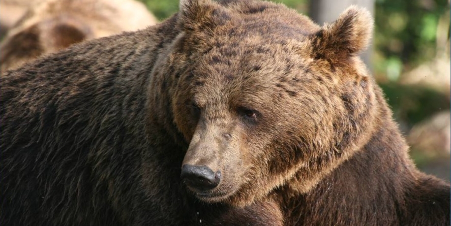 Intervenție în  Vișeu de Jos după apariția unui urs într-o livadă