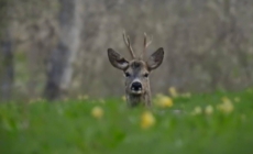 Prognoza meteo Maramureș, duminică 26 aprilie 2026