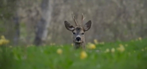 Prognoza meteo Maramureș, duminică 26 aprilie 2026