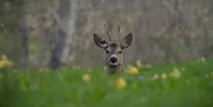 Prognoza meteo Maramureș, duminică 26 aprilie 2026