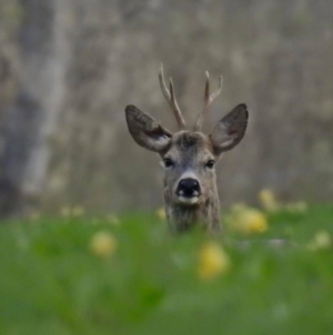 Prognoza meteo Maramureș, duminică 26 aprilie 2026