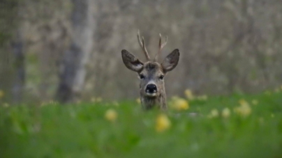 Prognoza meteo Maramureș, duminică 26 aprilie 2026
