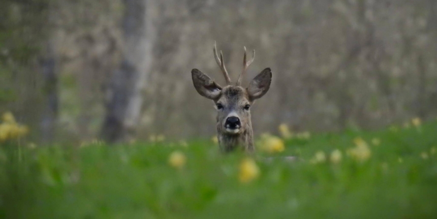 Prognoza meteo Maramureș, duminică 26 aprilie 2026