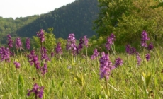 Orhideea sălbatică din Maramureș