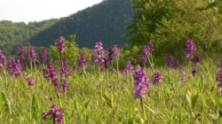 Orhideea sălbatică din Maramureș