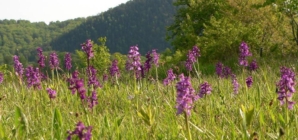 Orhideea sălbatică din Maramureș