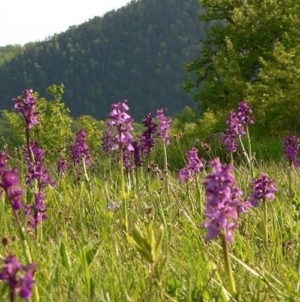 Orhideea sălbatică din Maramureș