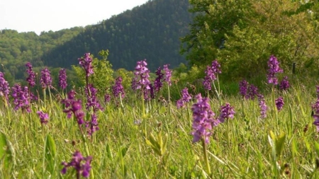 Orhideea sălbatică din Maramureș
