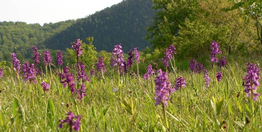 Orhideea sălbatică din Maramureș