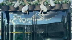 Autobuze pentru participanții la “Paşti în Maramureş”