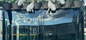 Autobuze pentru participanții la “Paşti în Maramureş”