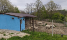 Micro-ferma „Mangalița din Deal”: o inițiativă deosebită a unei familii din Buzești