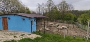 Micro-ferma „Mangalița din Deal”: o inițiativă deosebită a unei familii din Buzești