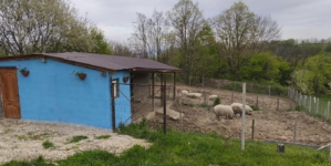 Micro-ferma „Mangalița din Deal”: o inițiativă deosebită a unei familii din Buzești