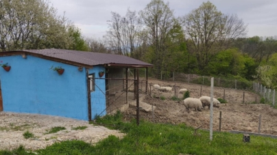 Micro-ferma „Mangalița din Deal”: o inițiativă deosebită a unei familii din Buzești