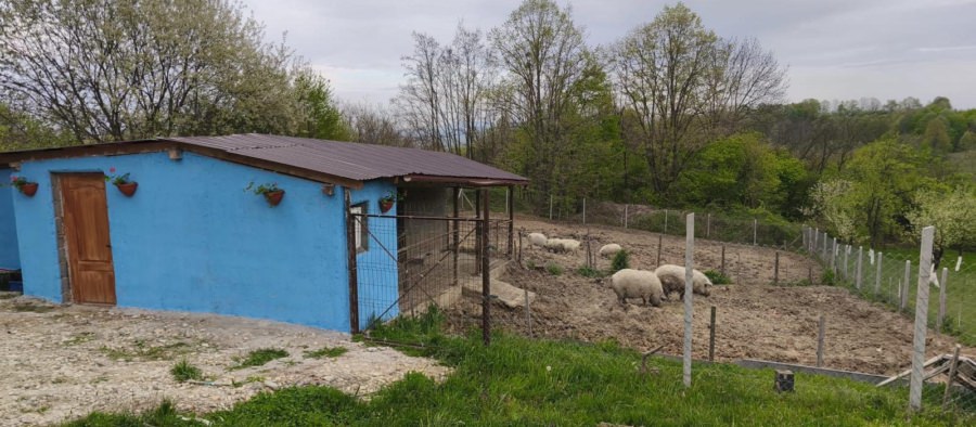Micro-ferma „Mangalița din Deal”: o inițiativă deosebită a unei familii din Buzești