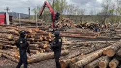 Percheziții în Maramureș într-un dosar de infracțiuni silvice. Opt persoane au fost reținute