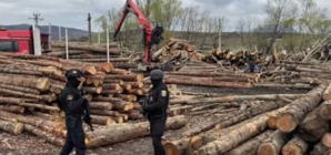 Percheziții în Maramureș într-un dosar de infracțiuni silvice. Opt persoane au fost reținute