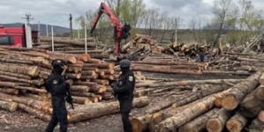Percheziții în Maramureș într-un dosar de infracțiuni silvice. Opt persoane au fost reținute