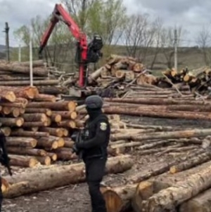 Percheziții în Maramureș într-un dosar de infracțiuni silvice. Opt persoane au fost reținute