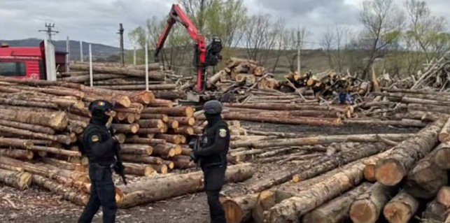 Percheziții în Maramureș într-un dosar de infracțiuni silvice. Opt persoane au fost reținute