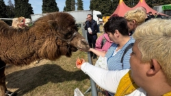 Beneficiarii Centrului „Pinochio” din Cărbunari au avut parte de momente deosebite la Zoo Park Baia Mare