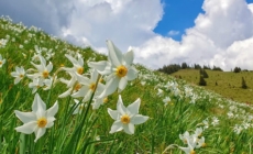 Un covor alb de narcise îi așteaptă pe iubitorii de natură în Parcul Național Munții Rodnei