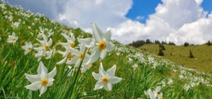 Un covor alb de narcise îi așteaptă pe iubitorii de natură în Parcul Național Munții Rodnei