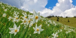 Un covor alb de narcise îi așteaptă pe iubitorii de natură în Parcul Național Munții Rodnei