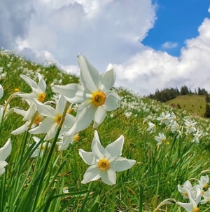 Un covor alb de narcise îi așteaptă pe iubitorii de natură în Parcul Național Munții Rodnei