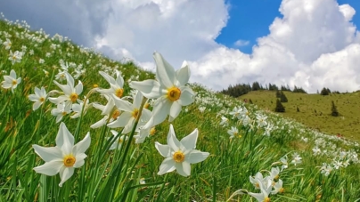 Un covor alb de narcise îi așteaptă pe iubitorii de natură în Parcul Național Munții Rodnei