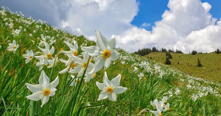 Un covor alb de narcise îi așteaptă pe iubitorii de natură în Parcul Național Munții Rodnei