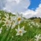 Un covor alb de narcise îi așteaptă pe iubitorii de natură în Parcul Național Munții Rodnei