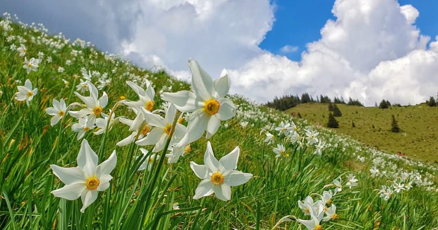 Un covor alb de narcise îi așteaptă pe iubitorii de natură în Parcul Național Munții Rodnei