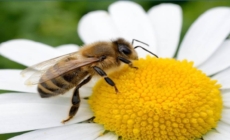 Fără albine, multe alimente ar dispărea: de ce este importantă ziua de 20 mai