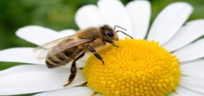 Fără albine, multe alimente ar dispărea: de ce este importantă ziua de 20 mai