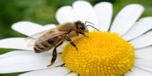 Fără albine, multe alimente ar dispărea: de ce este importantă ziua de 20 mai