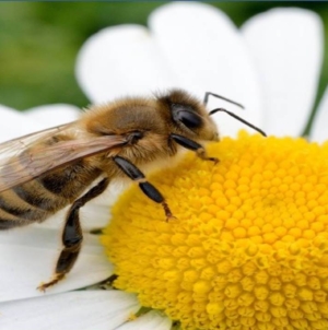 Fără albine, multe alimente ar dispărea: de ce este importantă ziua de 20 mai