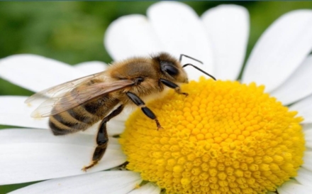 Fără albine, multe alimente ar dispărea: de ce este importantă ziua de 20 mai