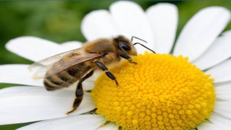 Fără albine, multe alimente ar dispărea: de ce este importantă ziua de 20 mai