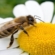Fără albine, multe alimente ar dispărea: de ce este importantă ziua de 20 mai
