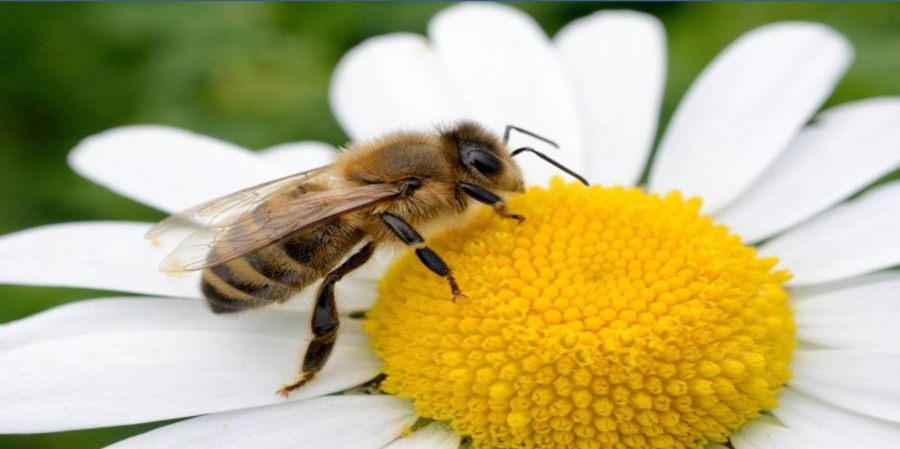 Fără albine, multe alimente ar dispărea: de ce este importantă ziua de 20 mai