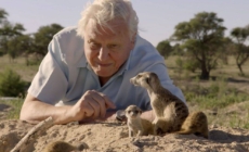 Sir David Attenborough, împlinește astăzi 100 de ani