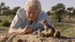 Sir David Attenborough, împlinește astăzi 100 de ani