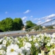 Prognoza meteo Maramureș, vineri 15 mai 2026