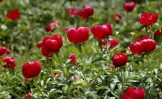 15 mai: Ziua bujorului, floarea națională a României