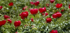15 mai: Ziua bujorului, floarea națională a României