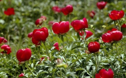 15 mai: Ziua bujorului, floarea națională a României