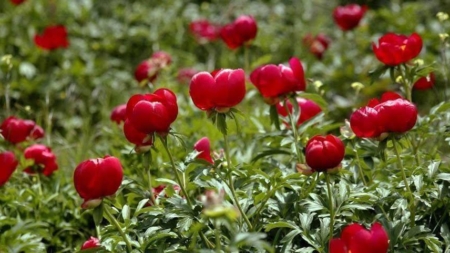 15 mai: Ziua bujorului, floarea națională a României
